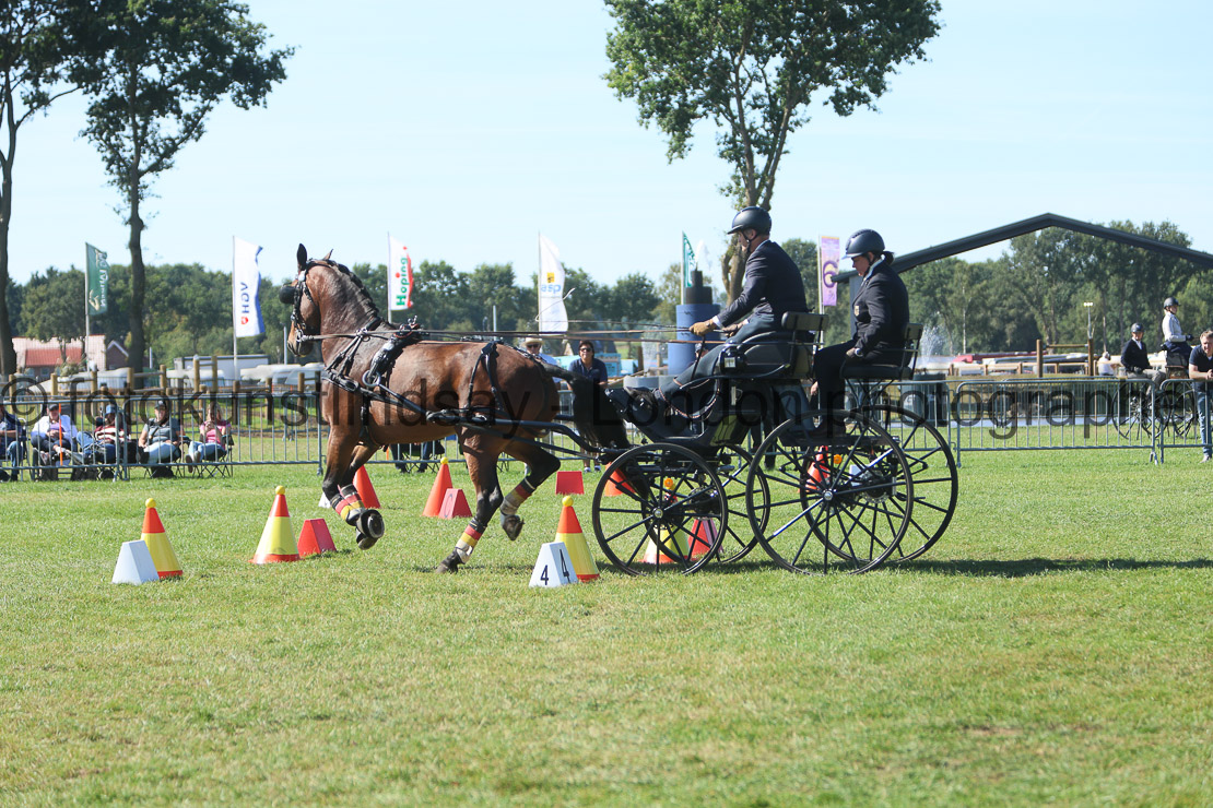  WM 1sp Horses