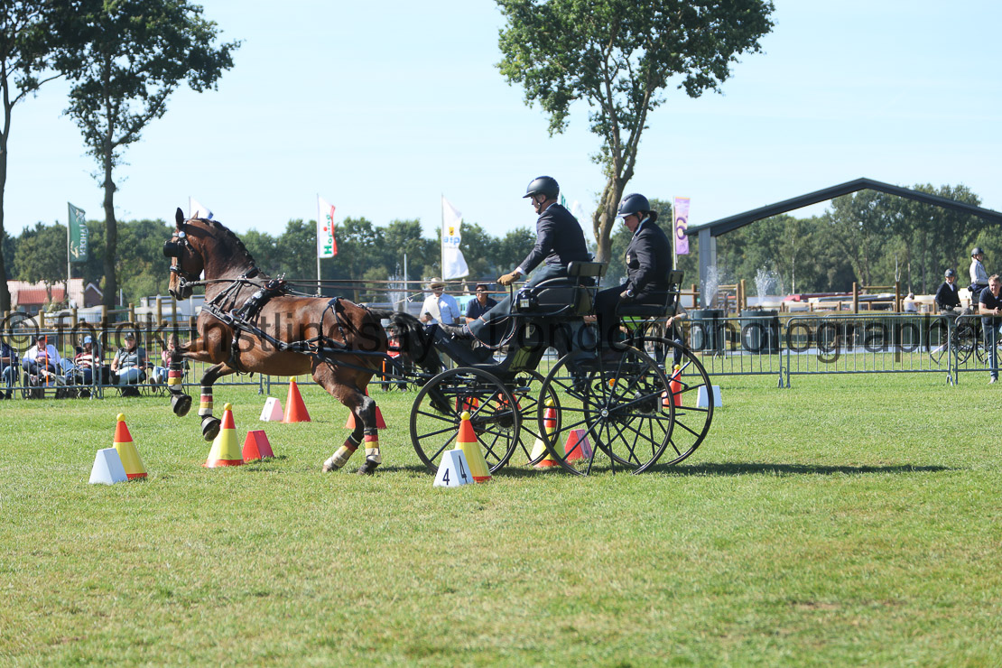  WM 1sp Horses