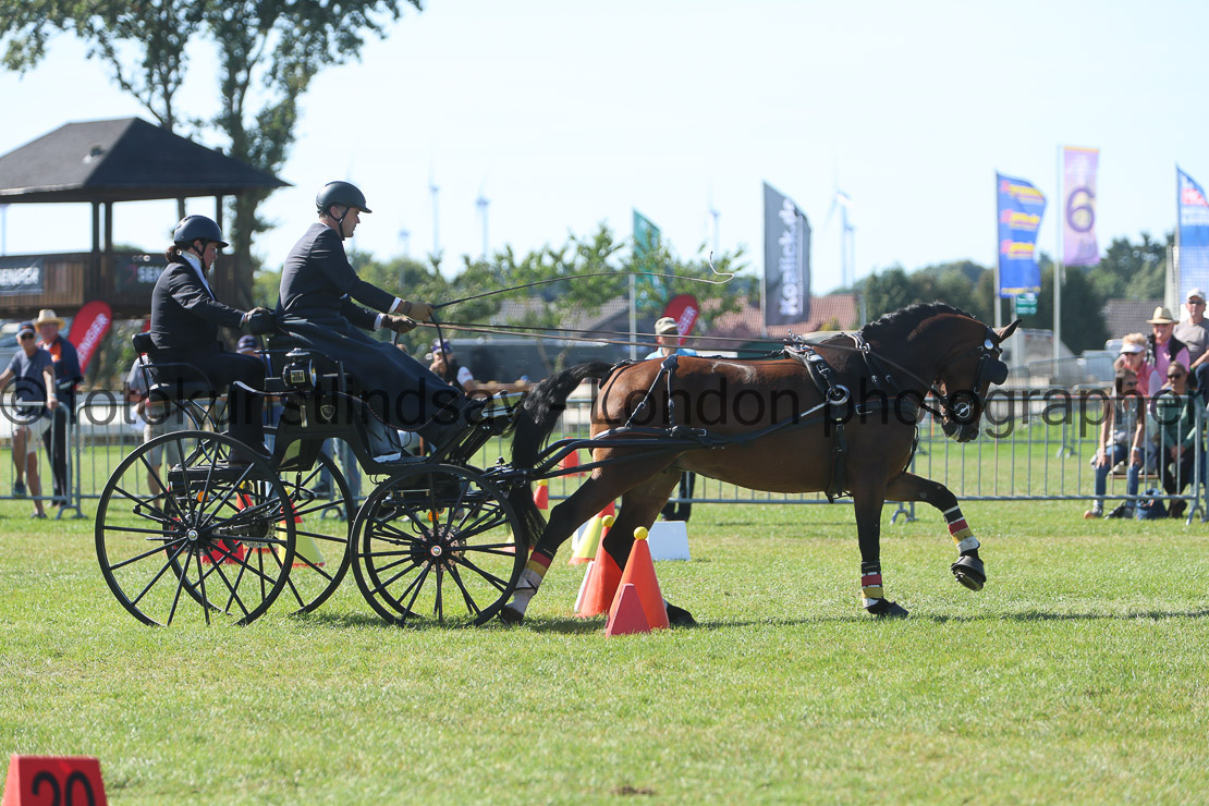  WM 1sp Horses