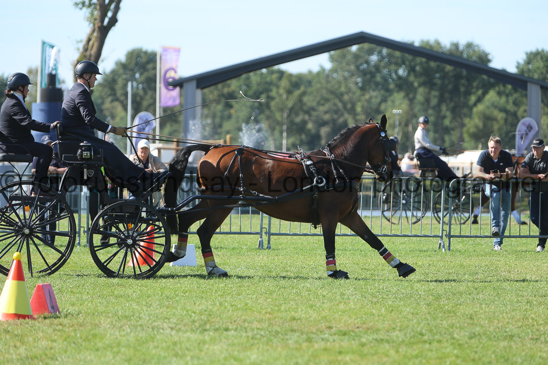  WM 1sp Horses