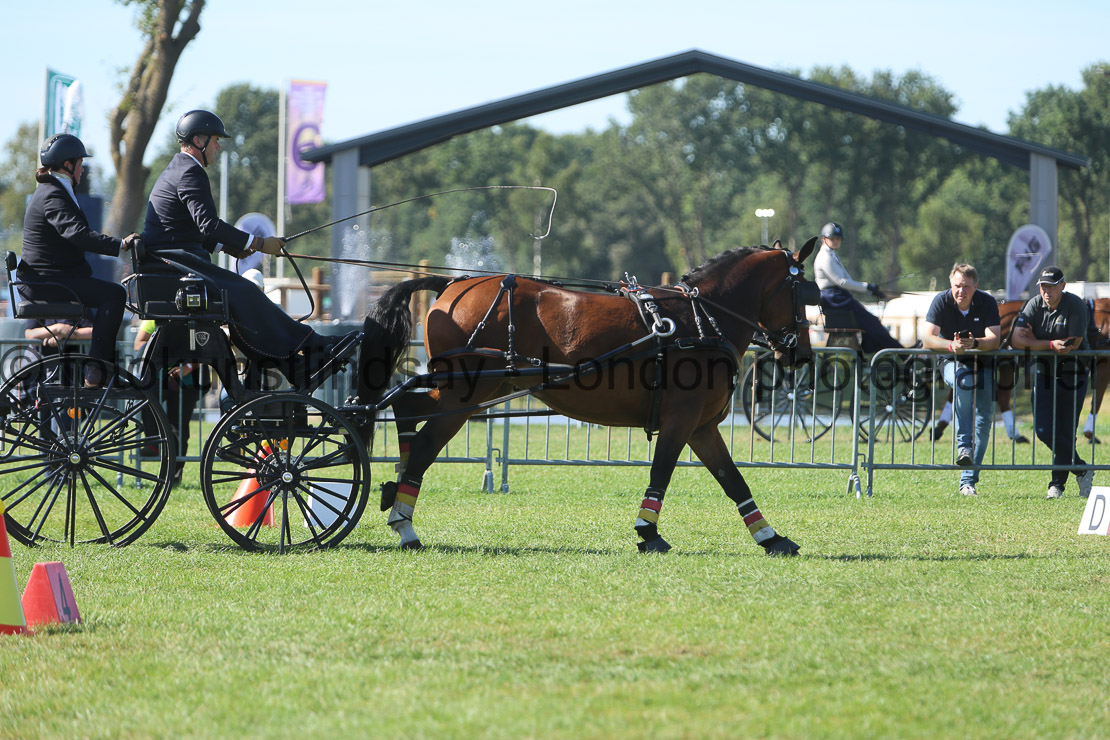  WM 1sp Horses