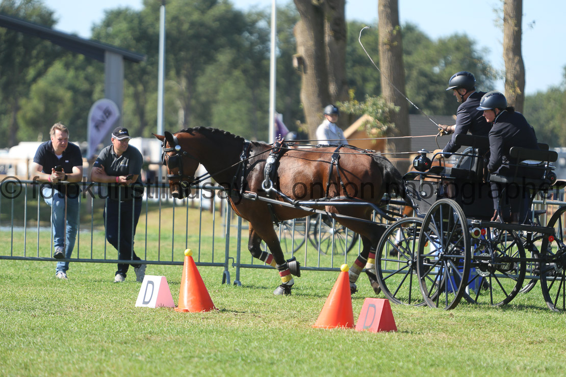  WM 1sp Horses