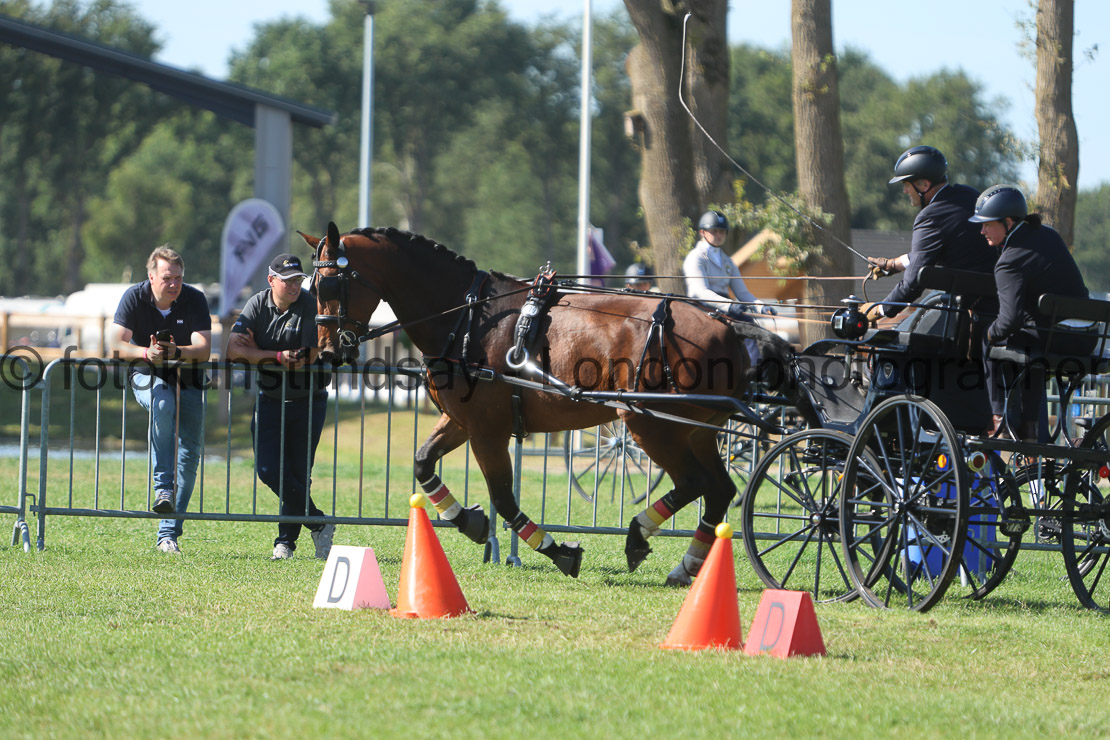  WM 1sp Horses