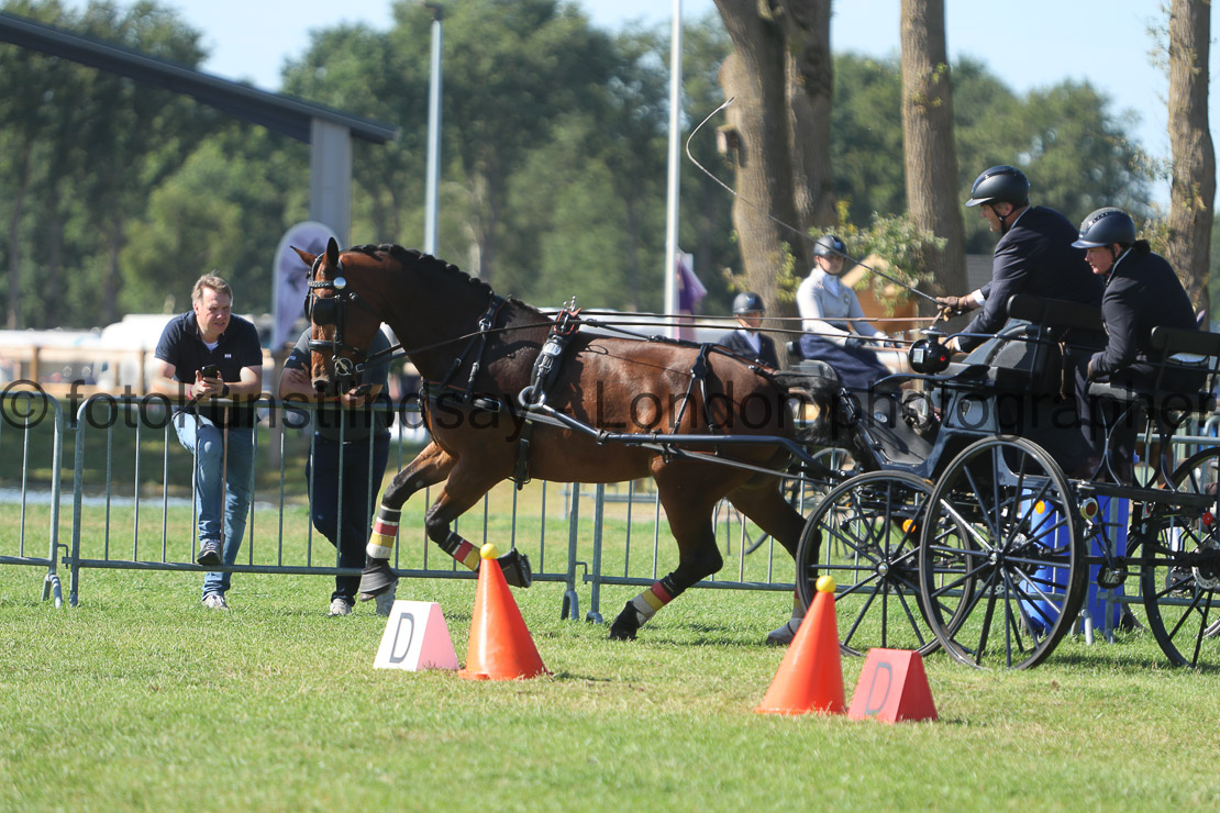  WM 1sp Horses