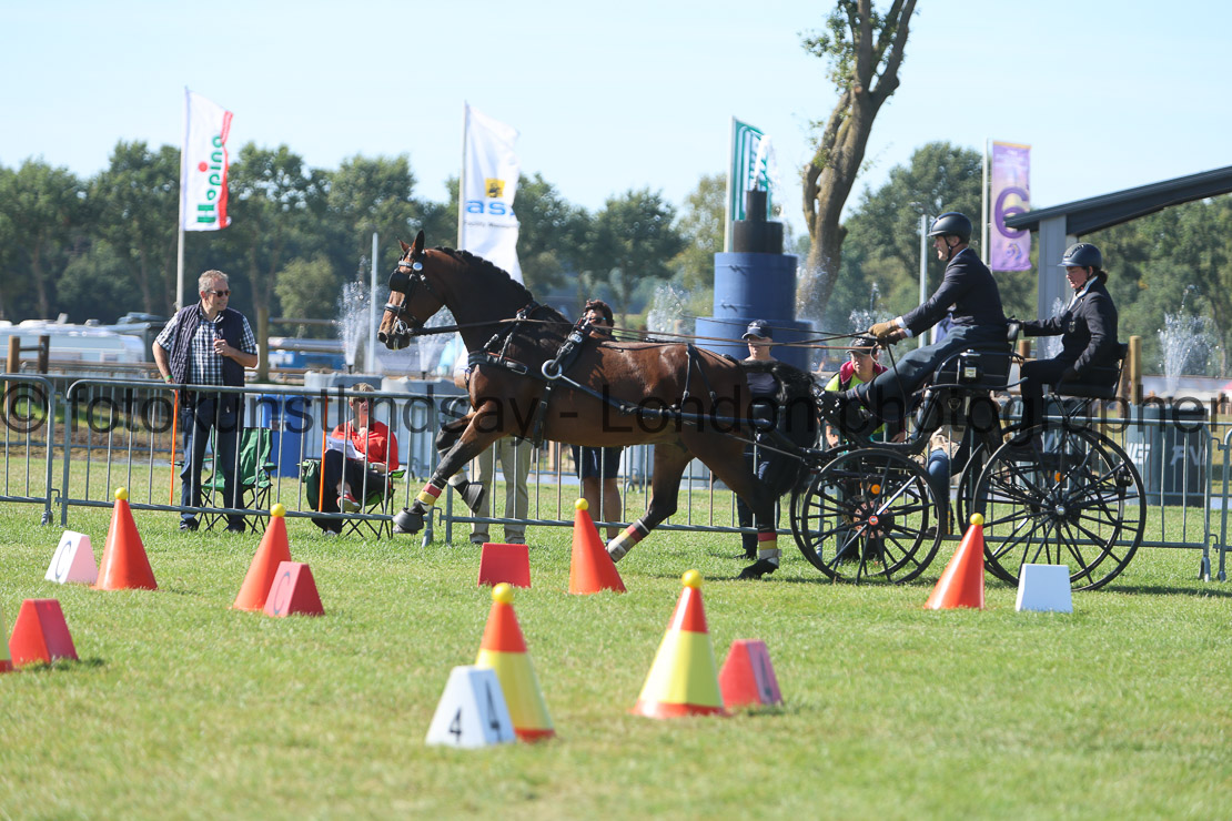  WM 1sp Horses