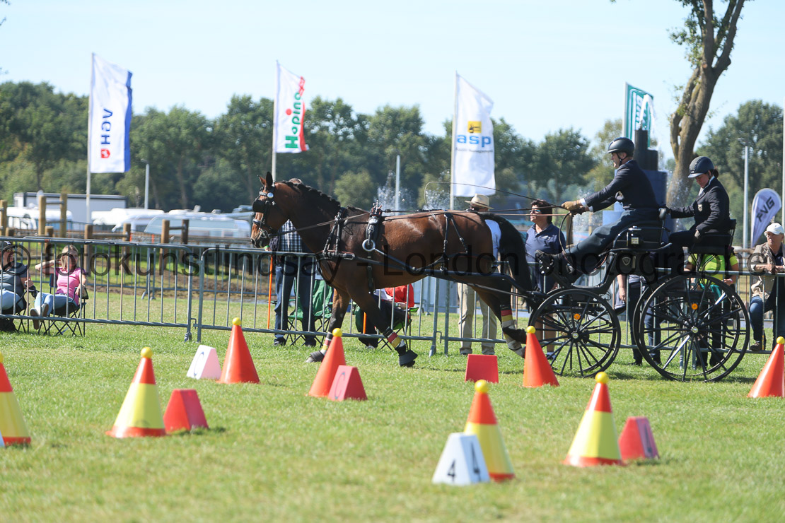  WM 1sp Horses