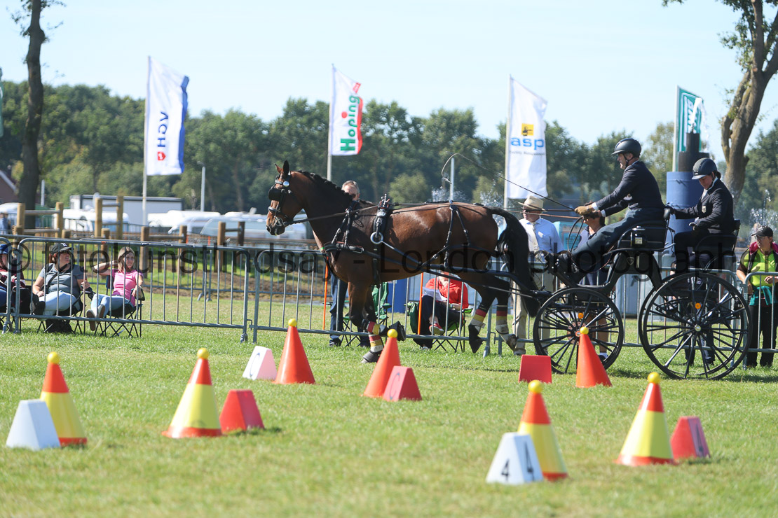 WM 1sp Horses