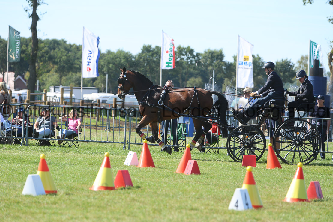  WM 1sp Horses