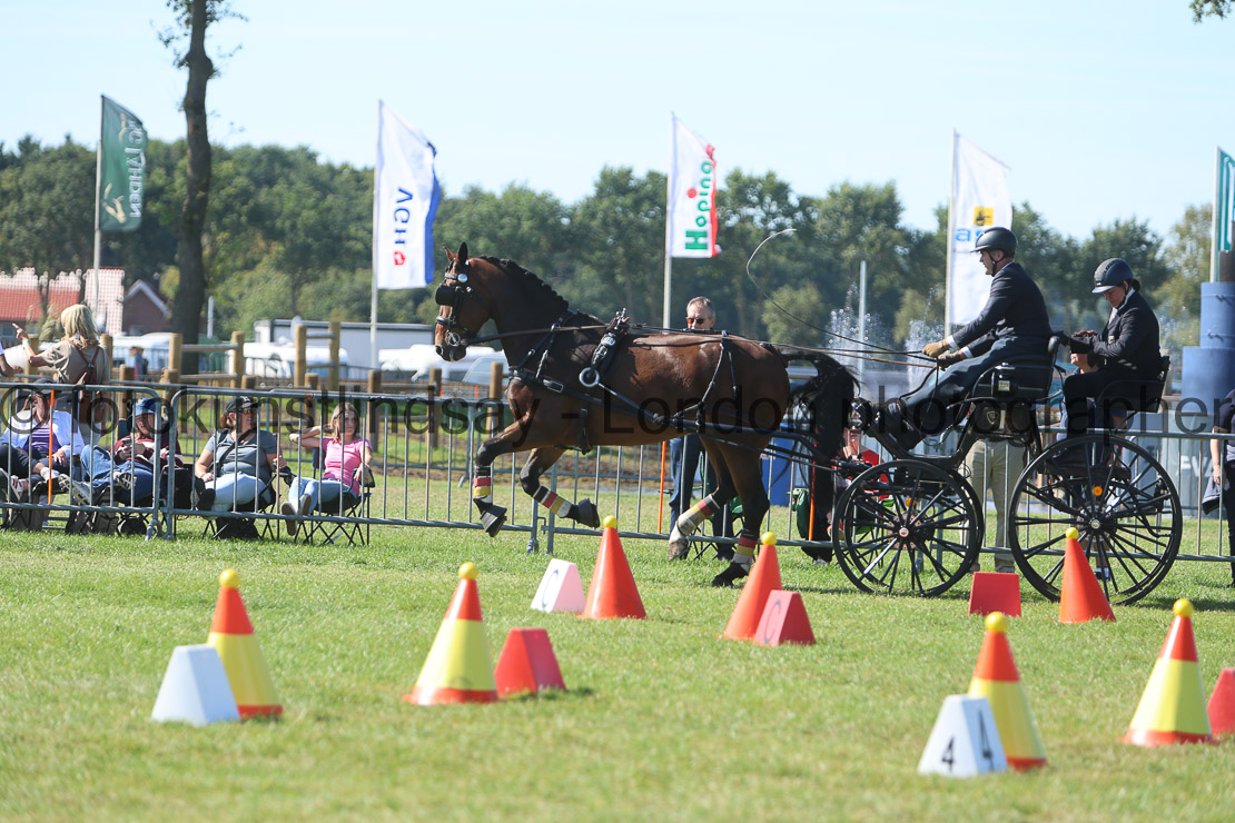  WM 1sp Horses