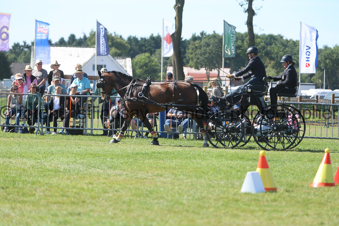  WM 1sp Horses