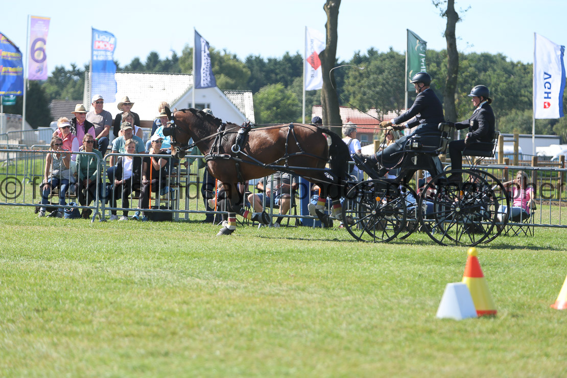  WM 1sp Horses