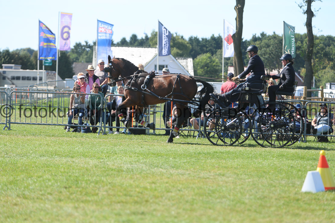  WM 1sp Horses