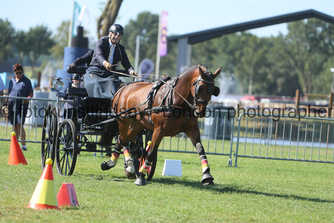  WM 1sp Horses