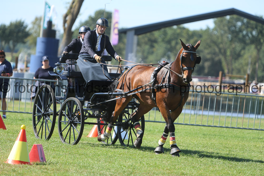  WM 1sp Horses