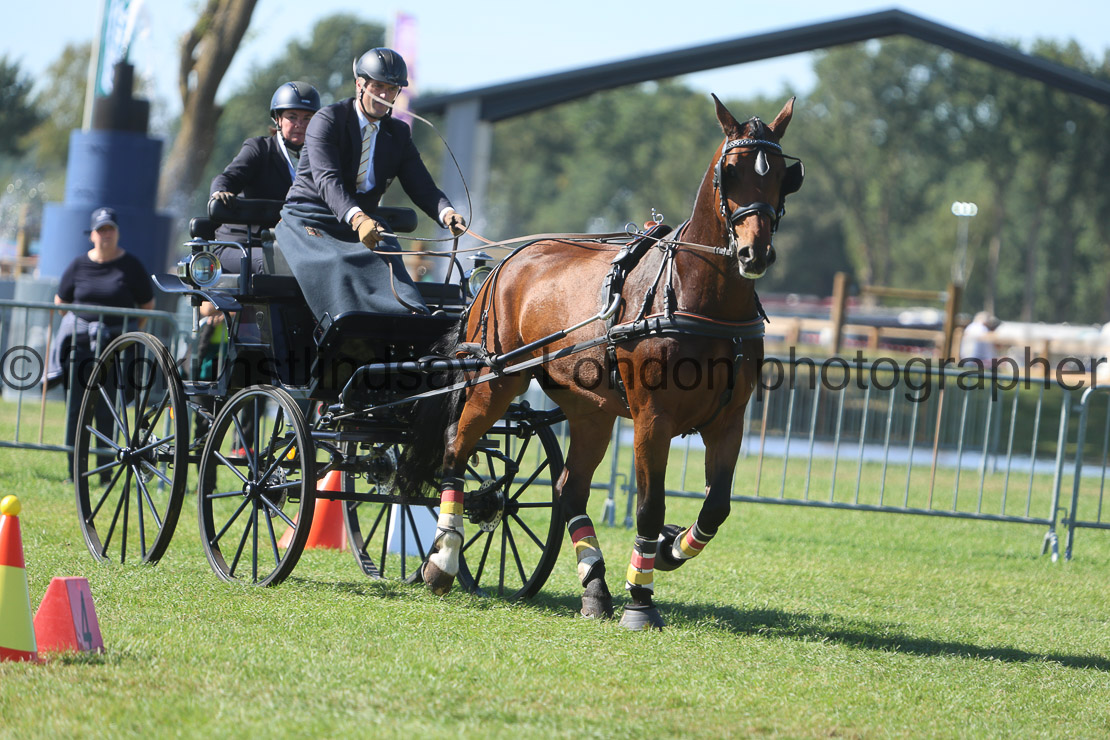  WM 1sp Horses